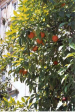 Orange douce 10 ml ( Citrus sinensis ) - Bioflore