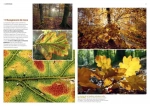 La forêt en bord de chemin - Grand Format Marc Giraud, Fabrice Cahez Delachaux