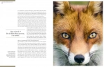 Renards - Les mal-aimés - Grand Format Pierre Rigaux Delachaux