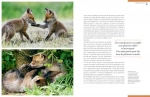 Renards - Les mal-aimés - Grand Format Pierre Rigaux Delachaux