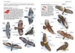 Tous les oiseaux d'Europe - Grand Format Aurélien Audevard, Frédéric Jiguet  Delachaux