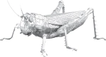 Metal Earth Sauterelle Puzzle 3D métallique