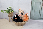 Peluche poule "Poulette" - Orange roux - 20 cm Histoire d'Ours