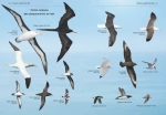 Tous les oiseaux d'Europe - Grand Format Aurélien Audevard, Frédéric Jiguet  Delachaux