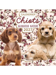 Calendrier Chiots grandeur nature 2027 - Rustica